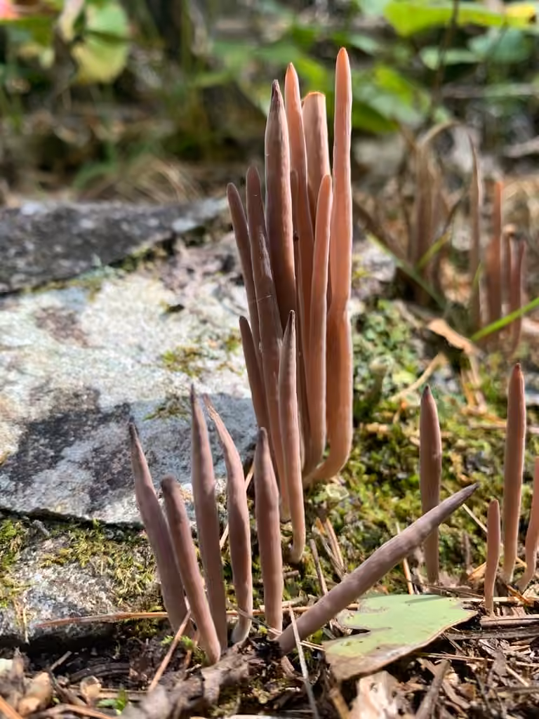 Clavaire pourprée, photo 3 sur 5