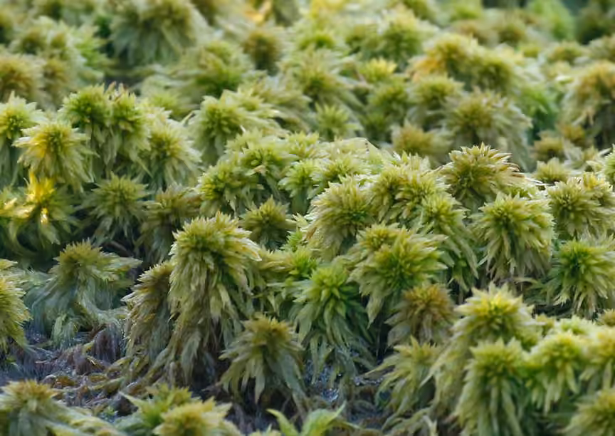 Torrey's sphagnum, photo 1 of 5