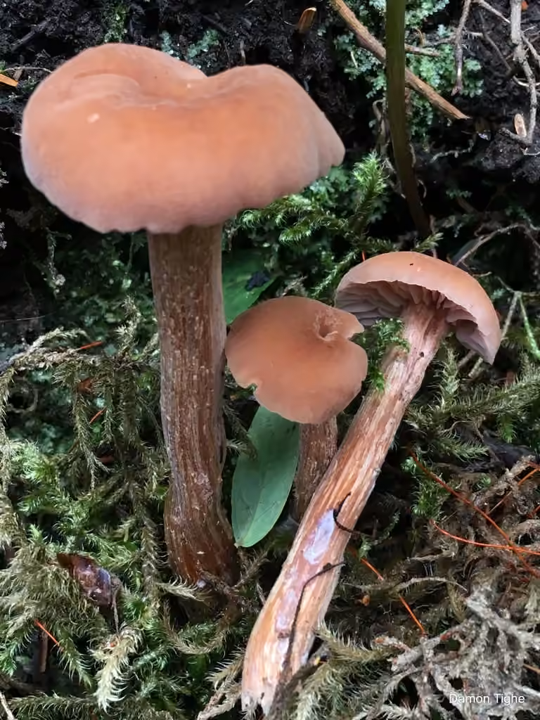 Laccaire bicolore