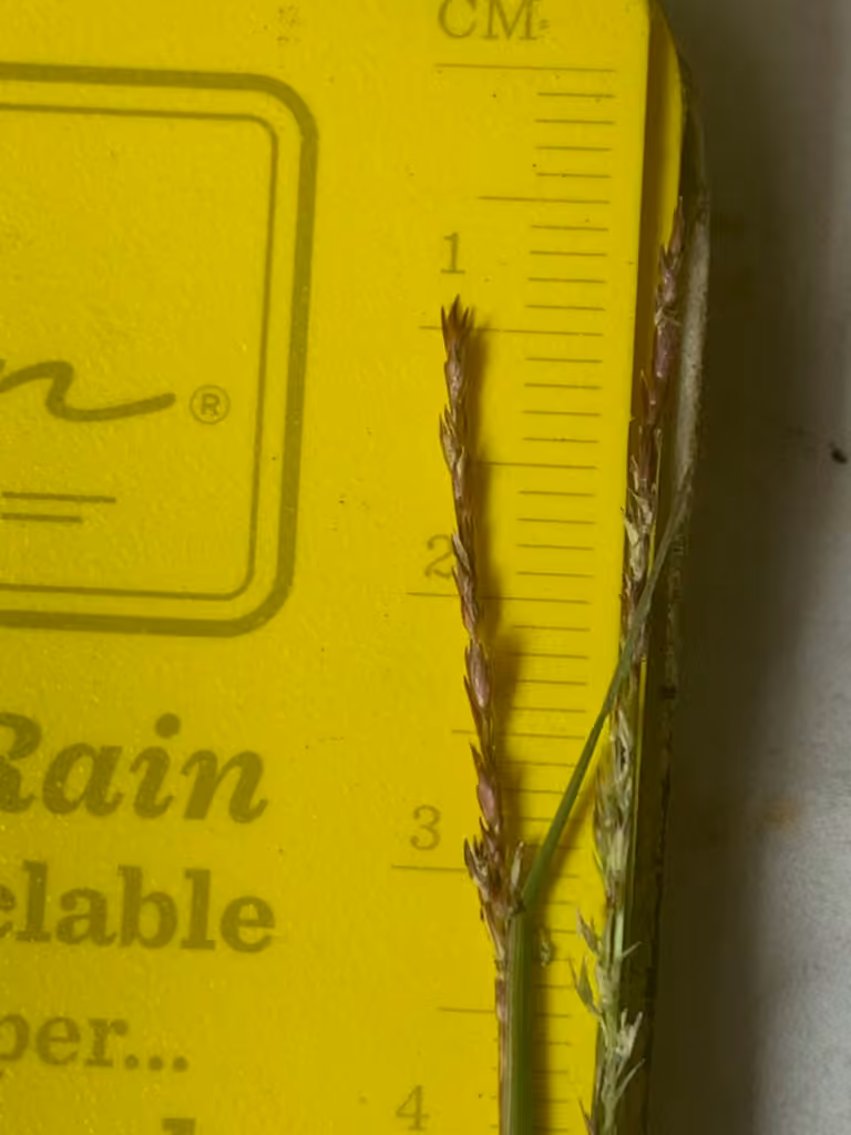 Annual dropseed, photo 2 of 5