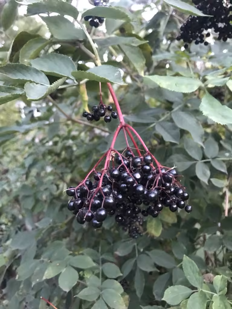 Sureau noir, En fruits