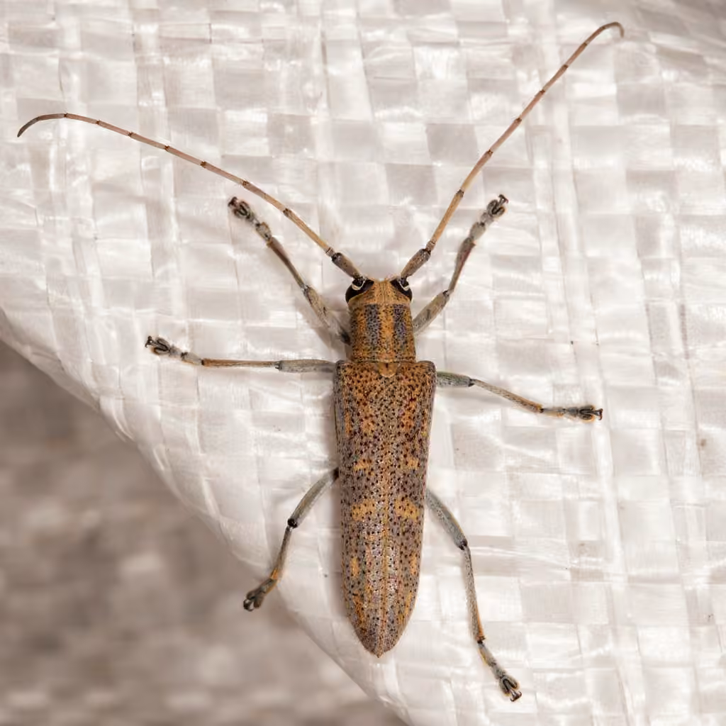 Poplar Borer, photo 1 of 5