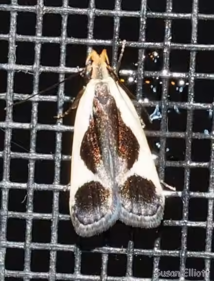 Cream-edged Dichomeris Moth, Adult