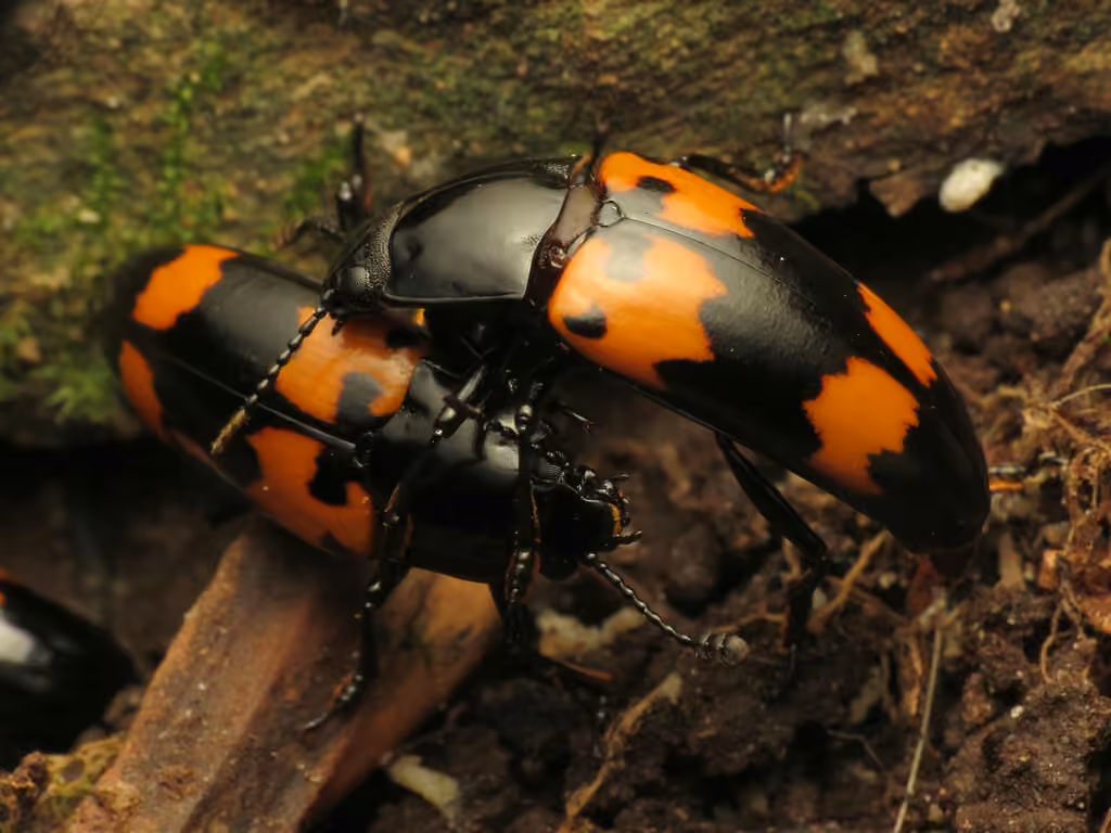 Pleasing Fungus Beetle, photo 3 of 5