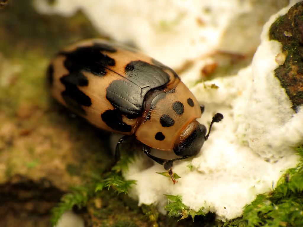 Four-spotted Fungus Beetle, photo 3 of 5