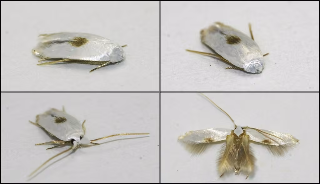 White Eye-cap Moth