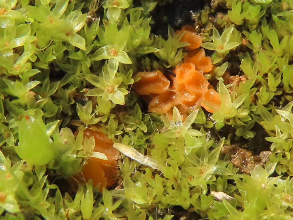 Octospora excipulata, photo 1 sur 5