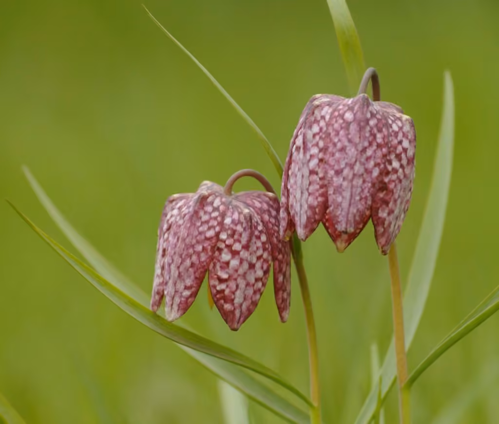 Chequered lily, photo 1 of 5