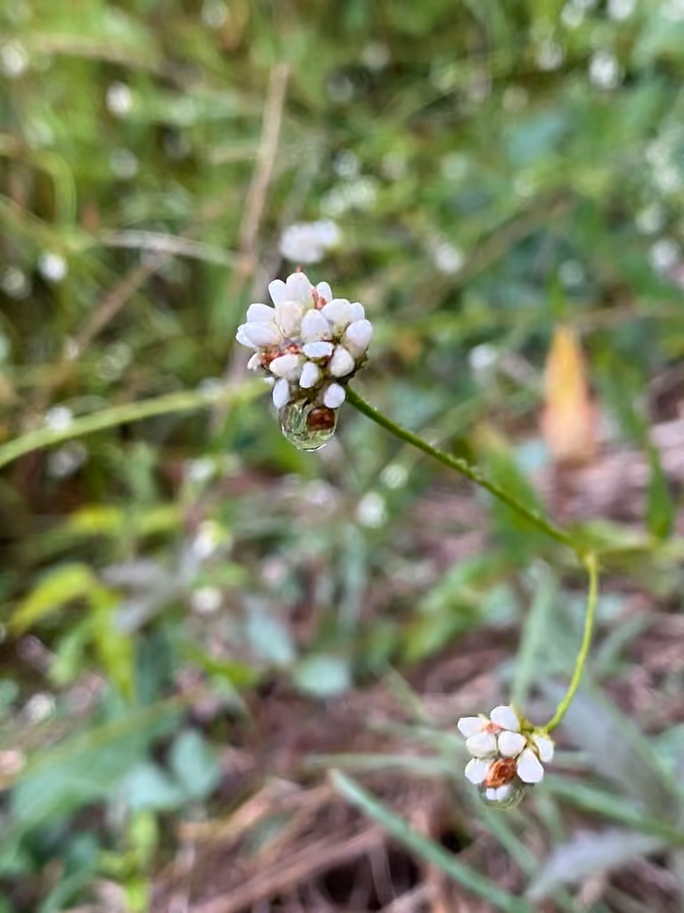 Arrowleaf tearthumb, Flower buds