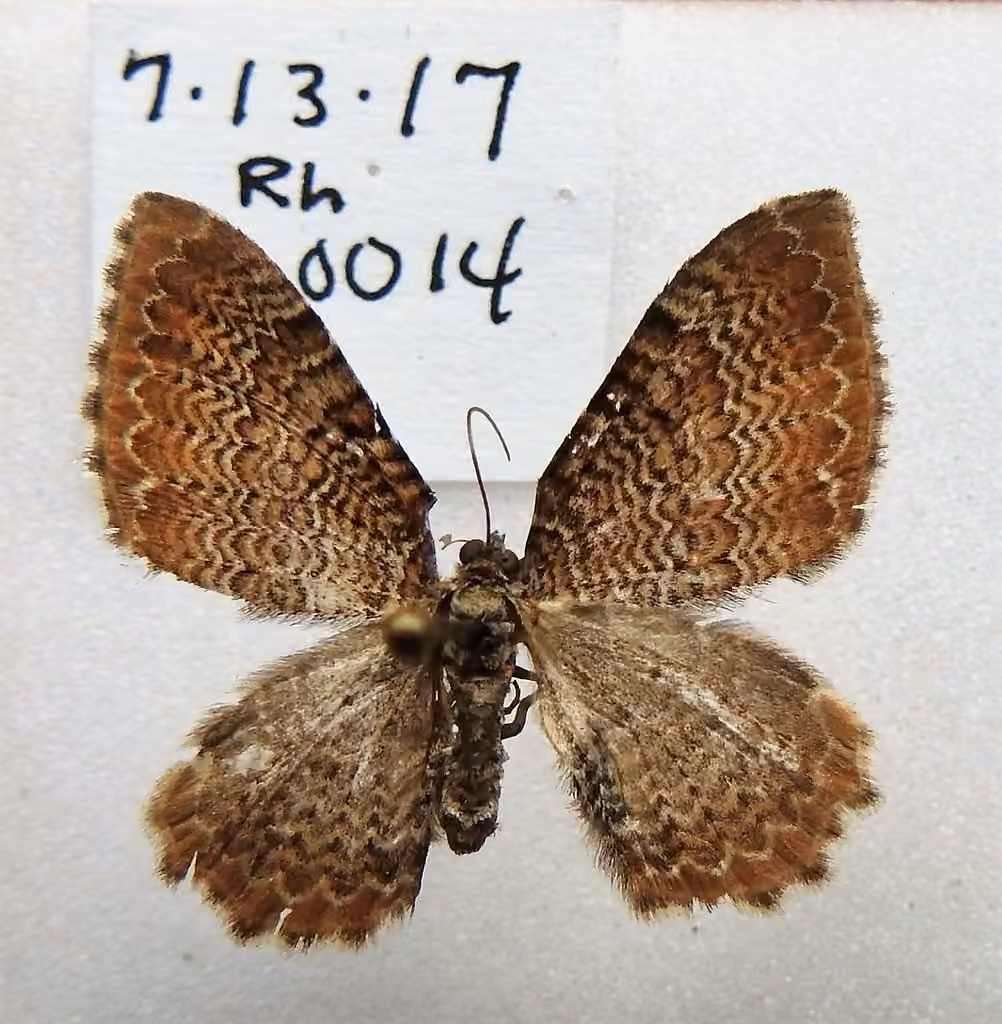 scallop shell moth, Male