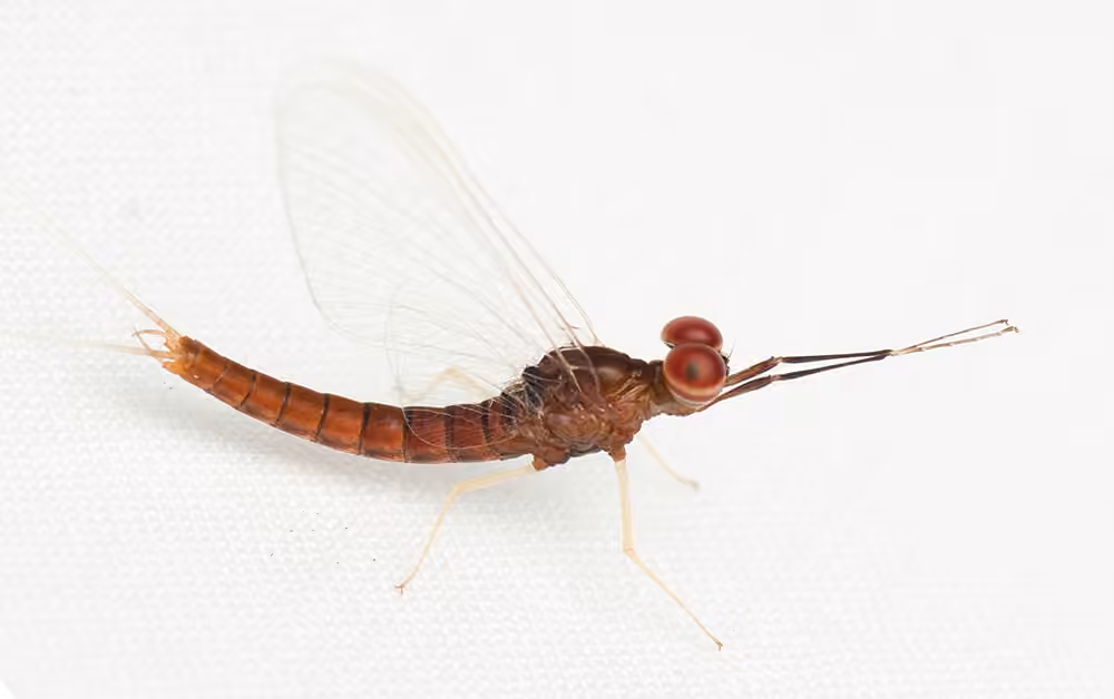 Isonychie bicolore
