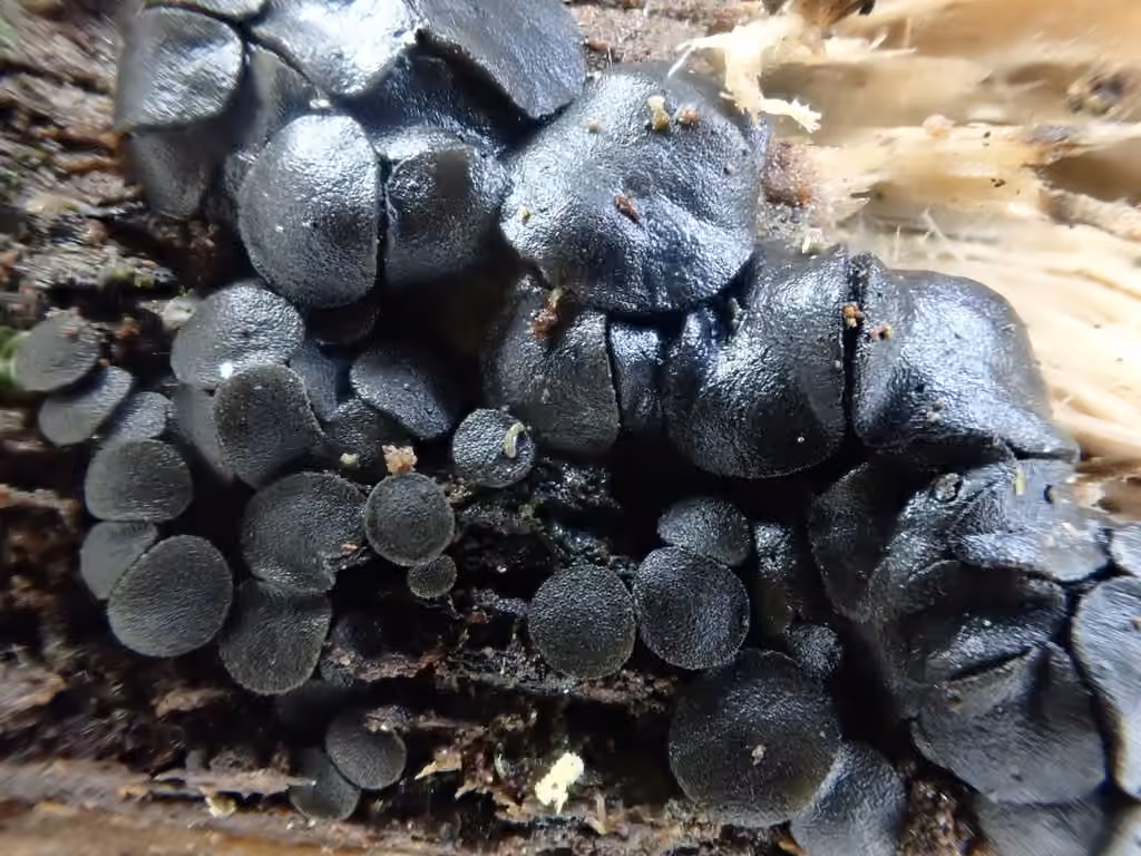 Bulgariella pulla