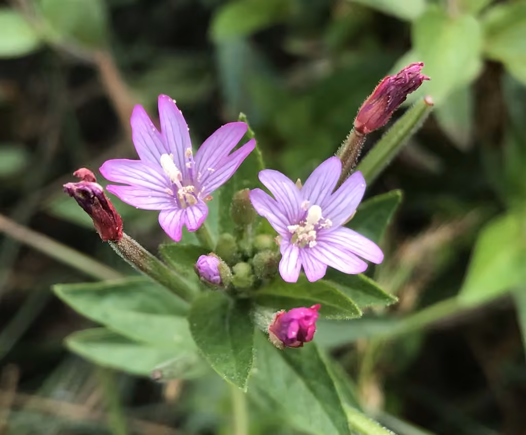 Fringed willowherb