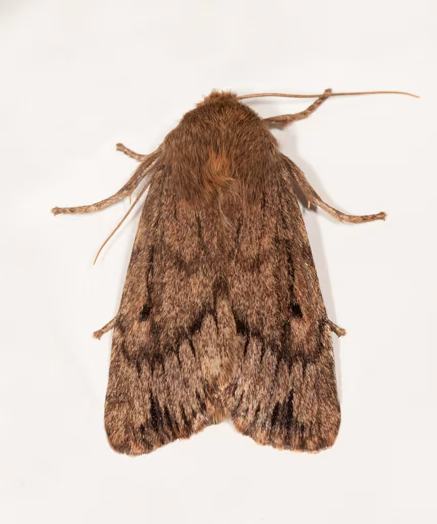 Brown Satyr Moth, photo 2 of 5