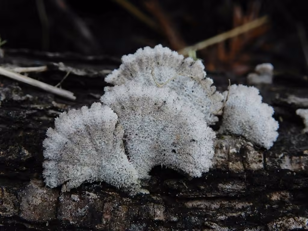 Schizophylle commun