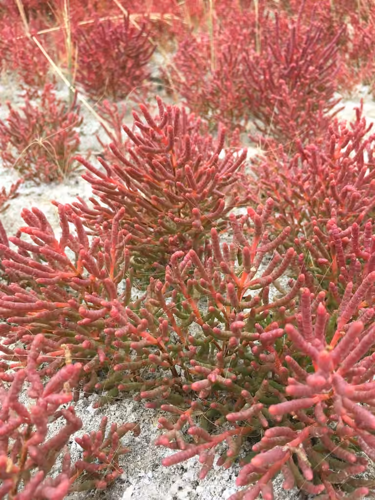 Red saltwort, photo 1 of 5