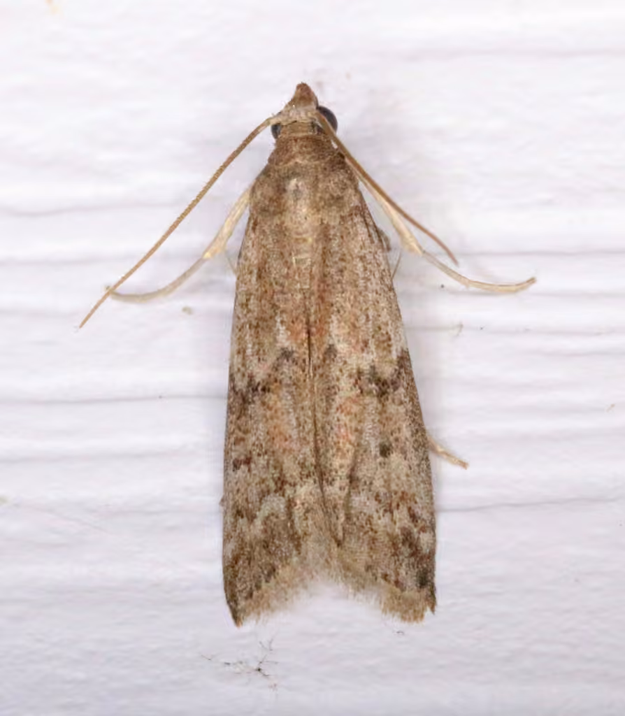 Dried Fruit Moth, Adulte