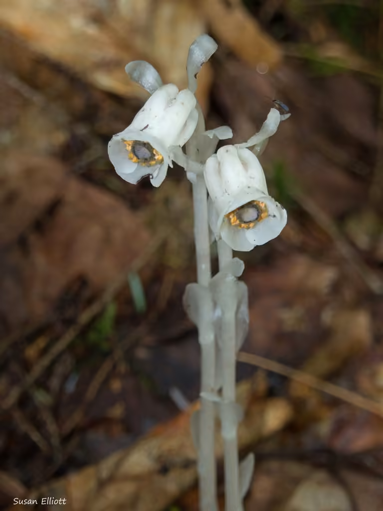 Ghost plant, In flower