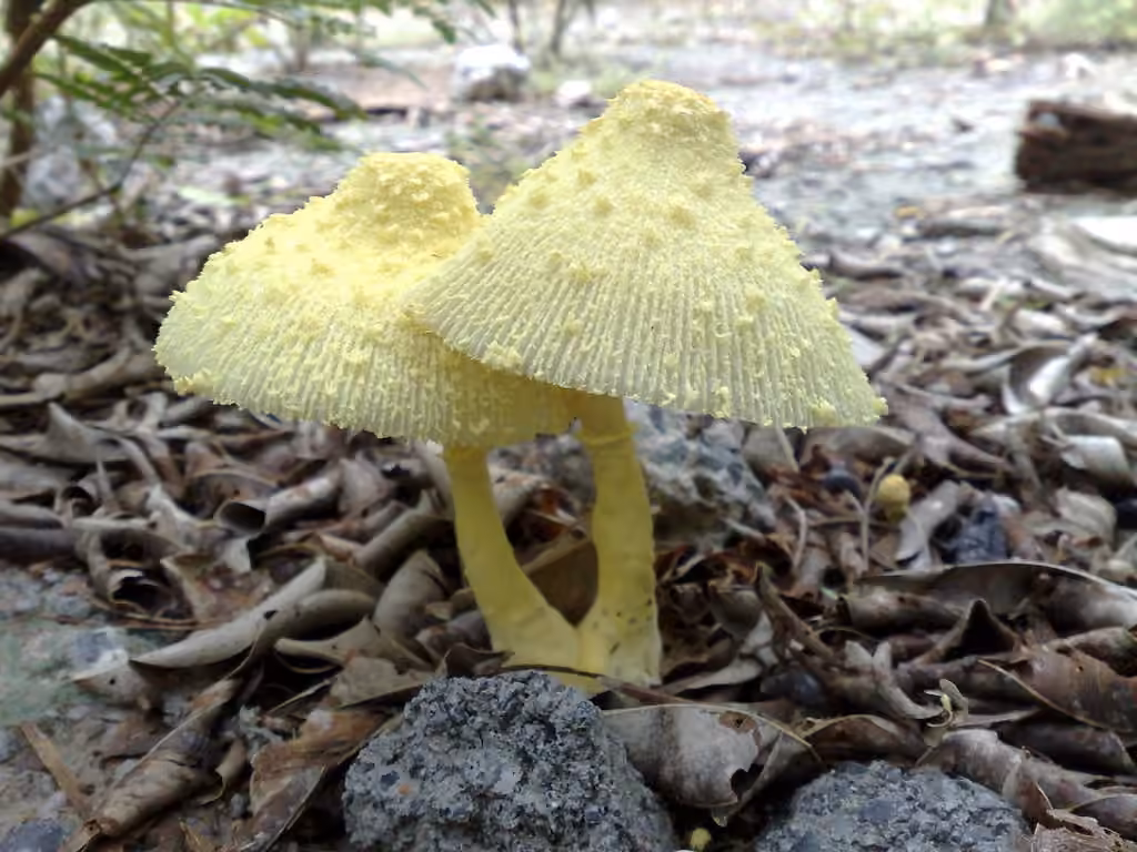 Lépiote jaune, photo 3 sur 5