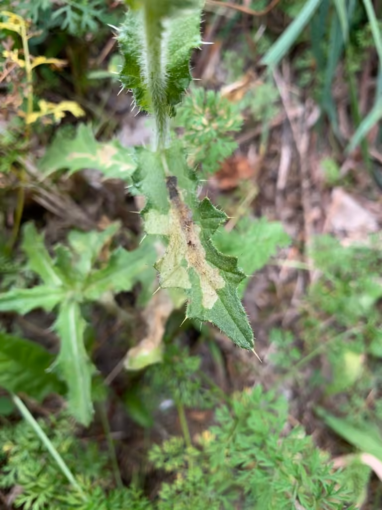 pointed groundling, Chenille