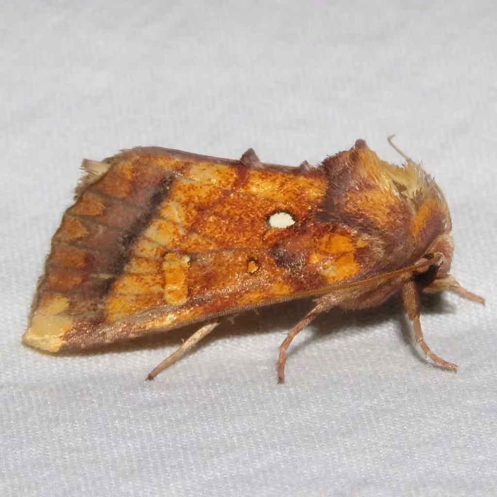 Columbine Borer Moth, Adulte