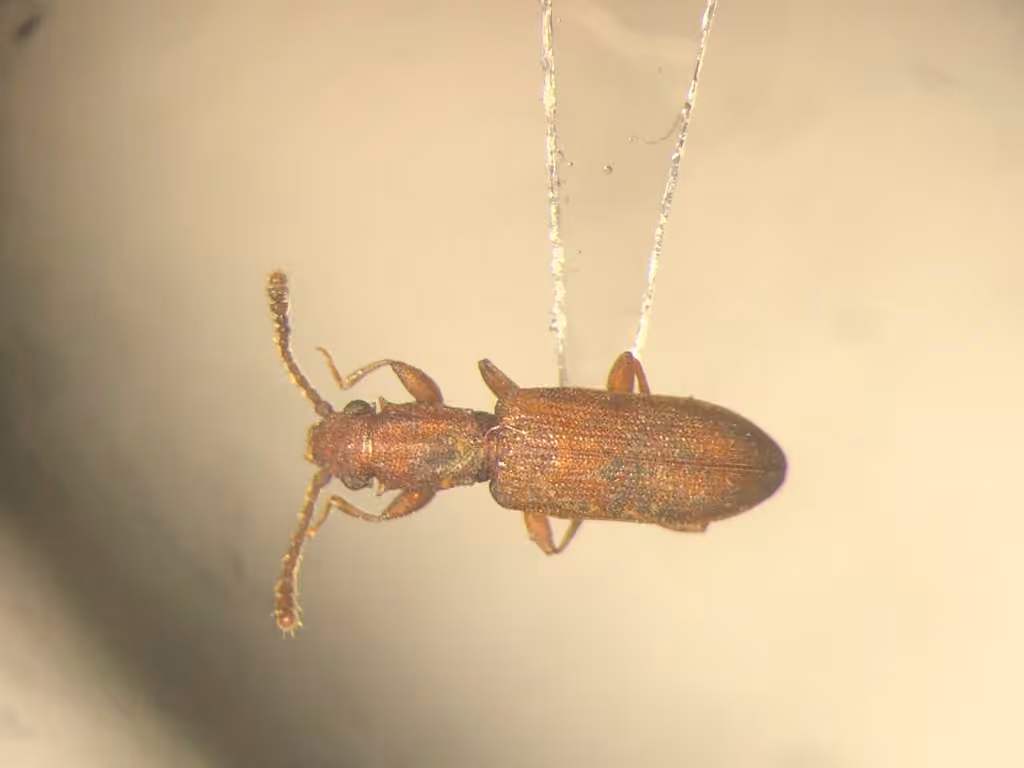 Two-toothed Silvan Flat Bark Beetle, photo 3 of 5