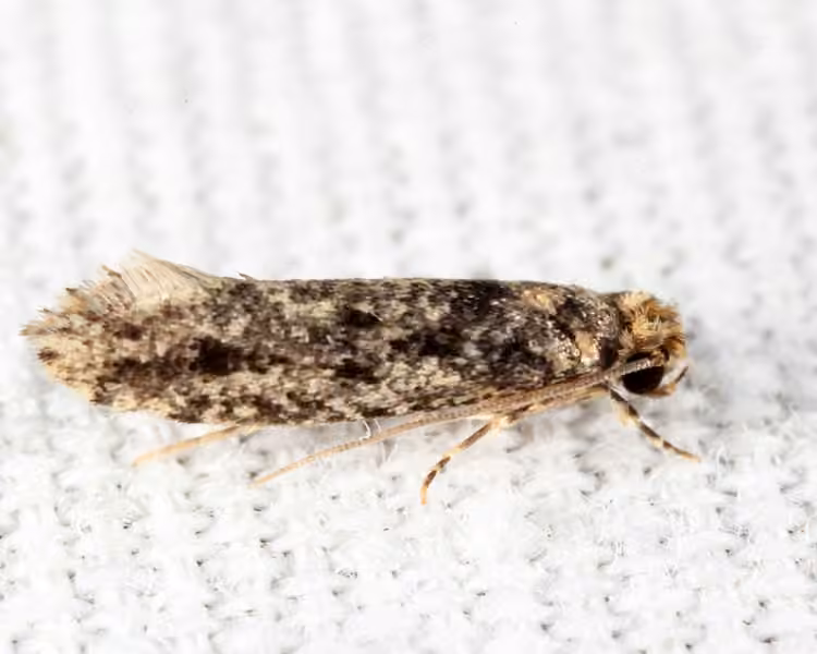 European House Moth, Adulte