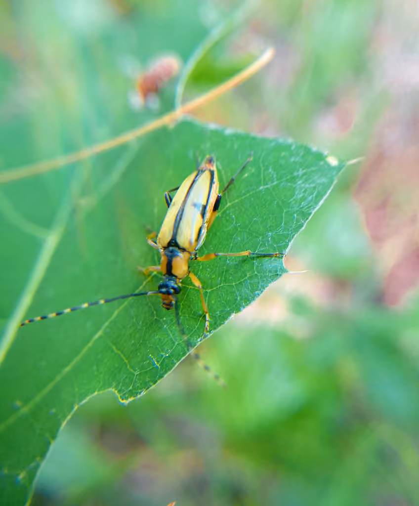Hemlock Long-horned Beetle, photo 2 of 5