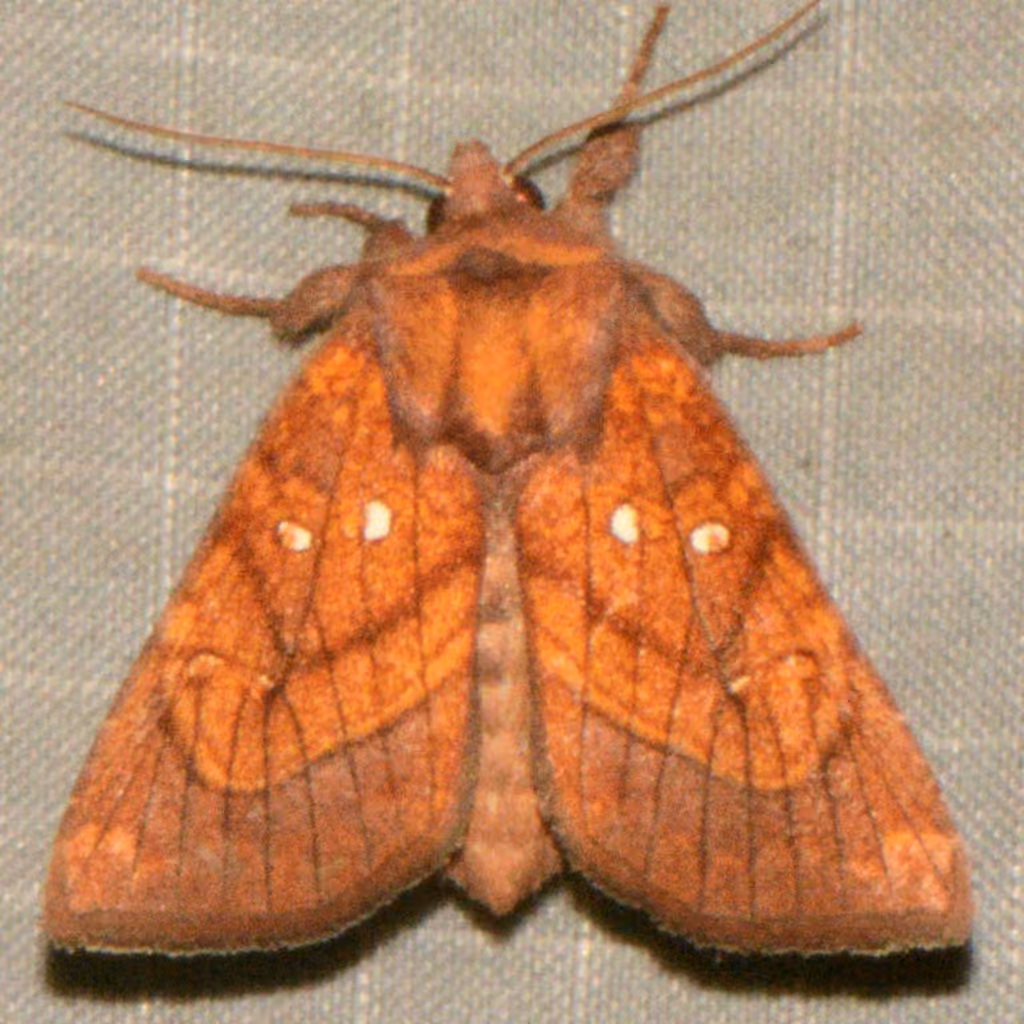 Sensitive Fern Borer Moth