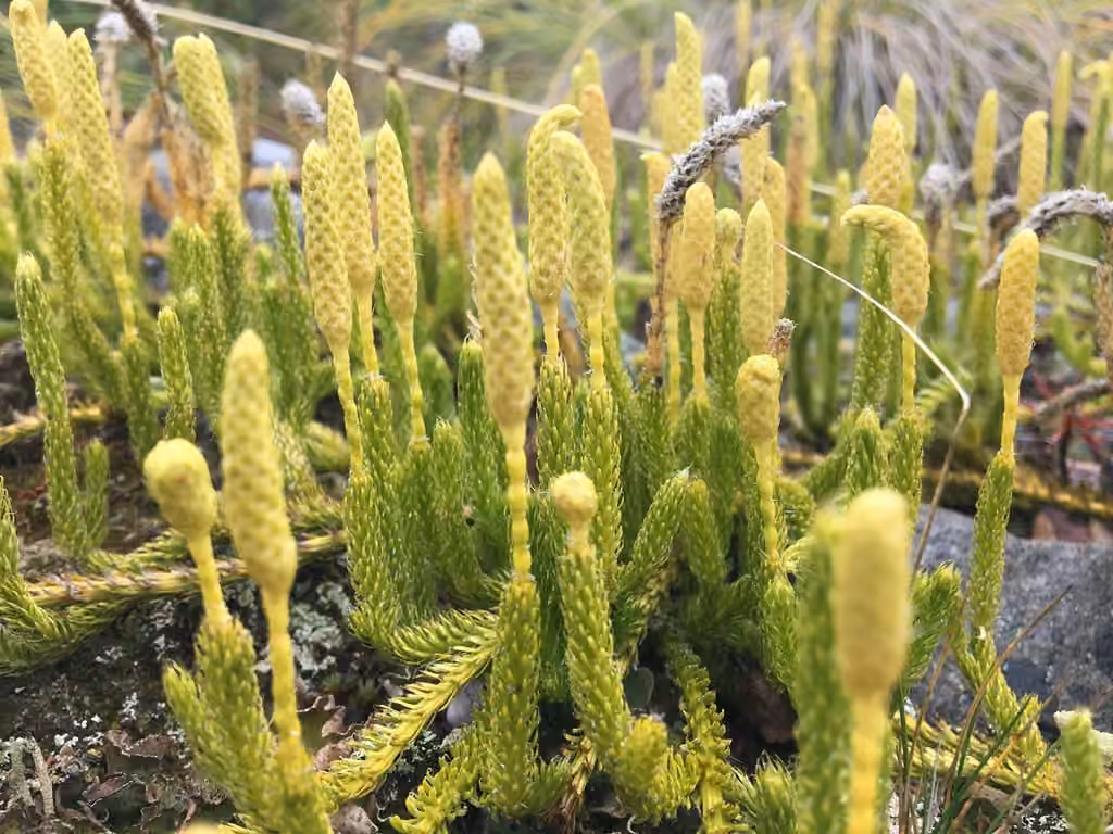 One-cone clubmoss, photo 2 of 5