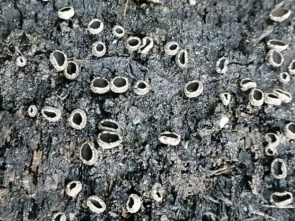 Sooty Bark Canker, photo 3 of 5