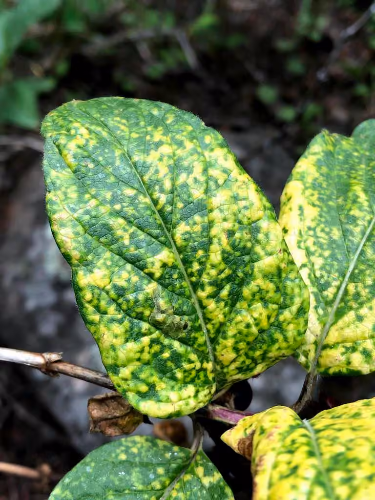 Honeysuckle Leaf Blight, photo 3 of 5