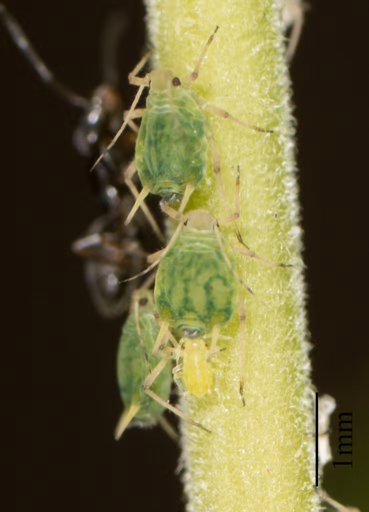Small Willow Aphid, photo 1 sur 5
