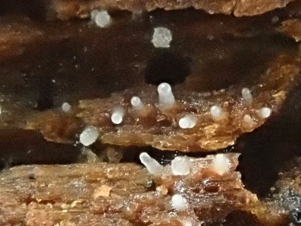 Hyalotrochophora lignatilis, photo 1 sur 5