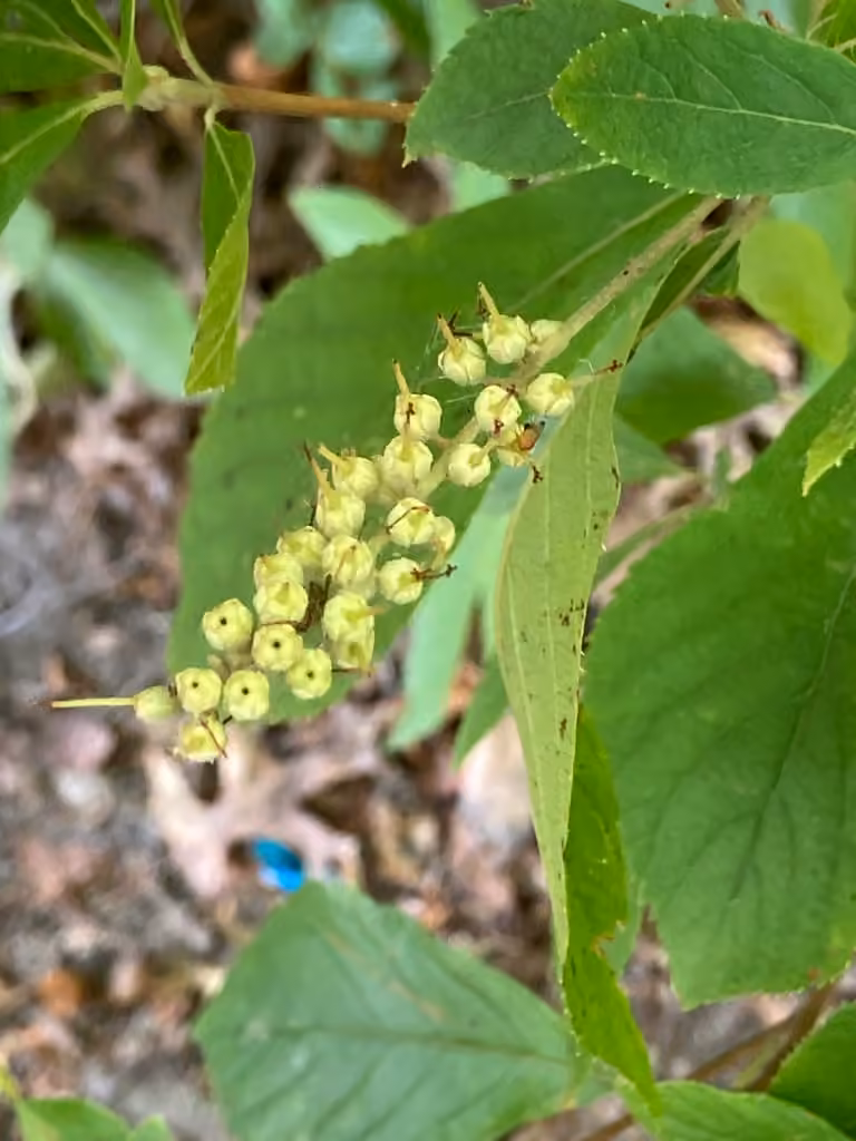 Clèthre à feuilles d'aulne, photo 3 sur 5