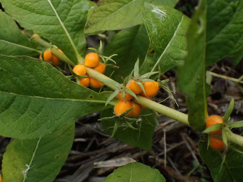 Orangefruit horse-gentian, In fruit