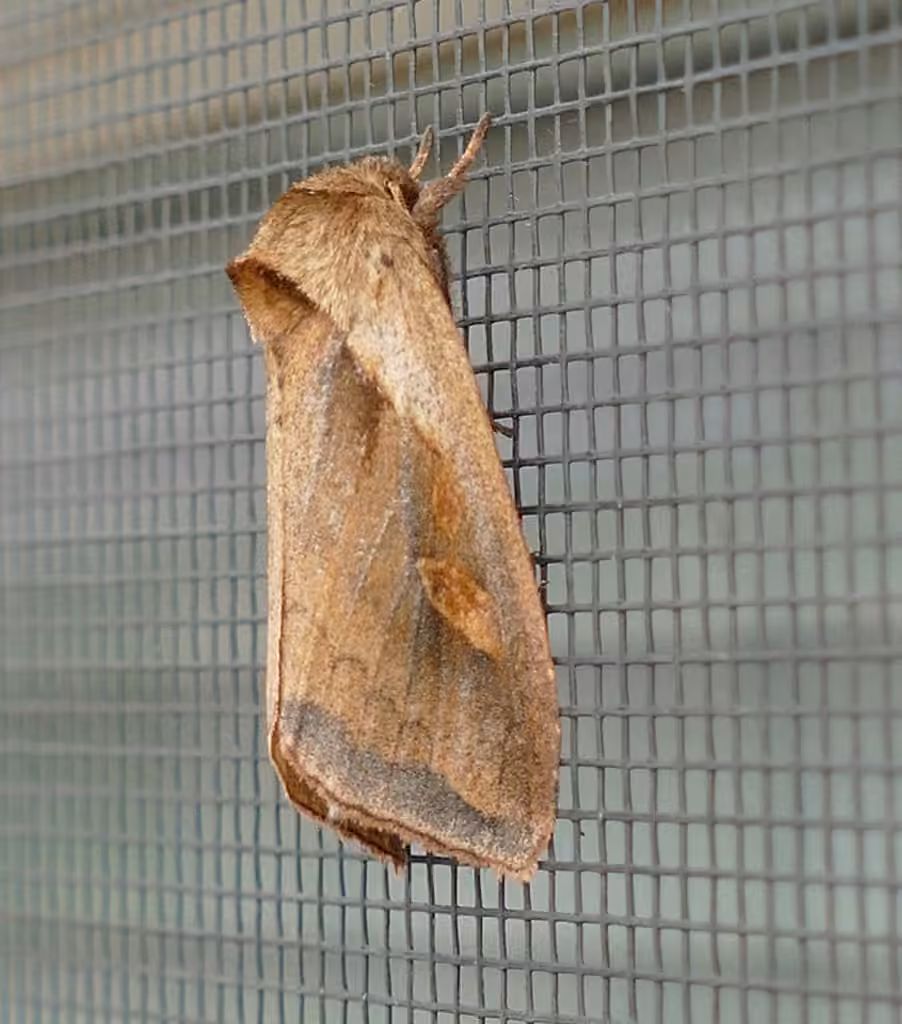 Cattail Borer Moth, Adult