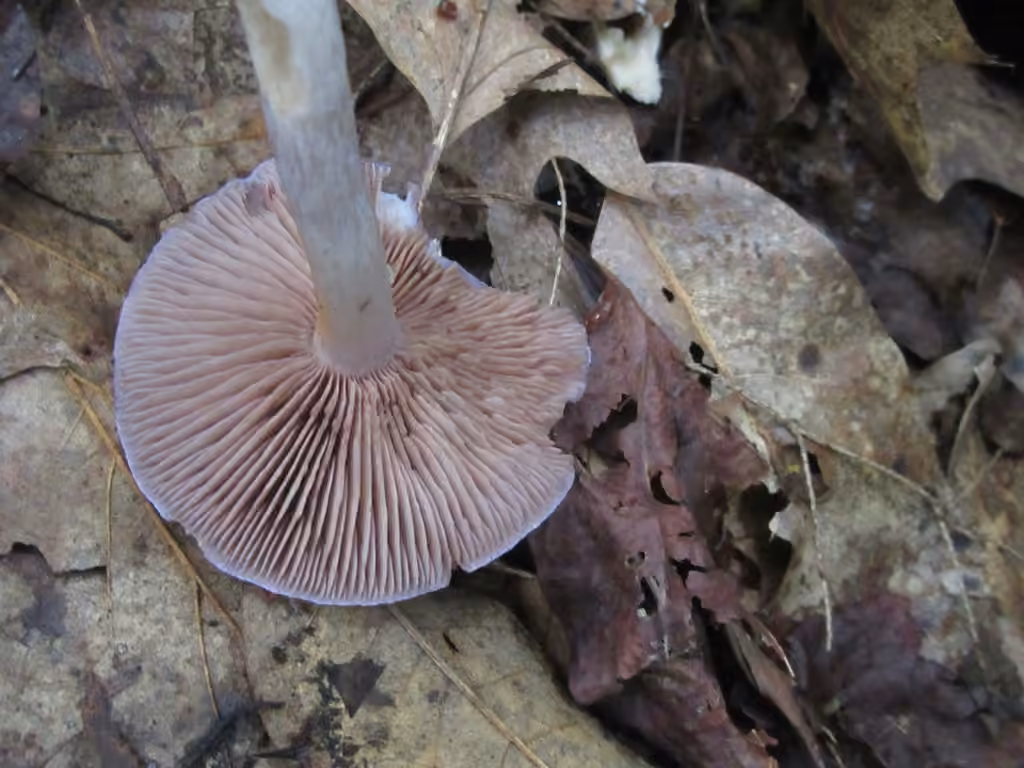 Viscid Violet Cort, photo 2 of 5