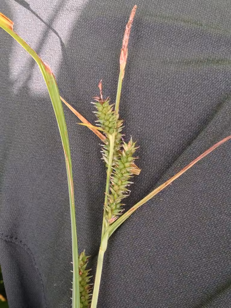 Carex scabre, photo 1 sur 5