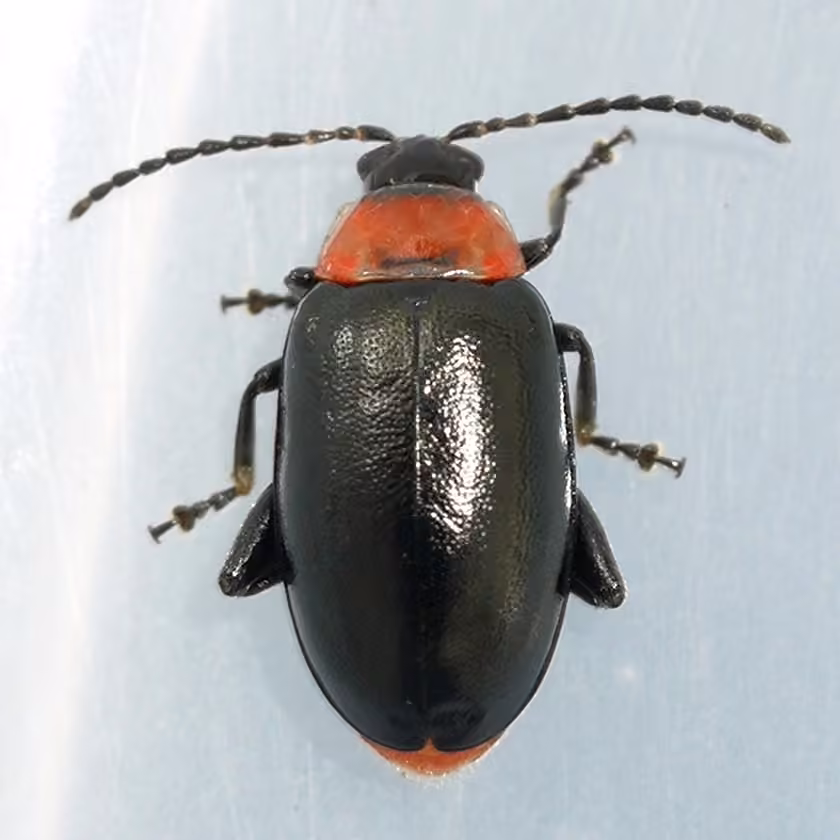 Spinach Flea Beetle, photo 1 of 5