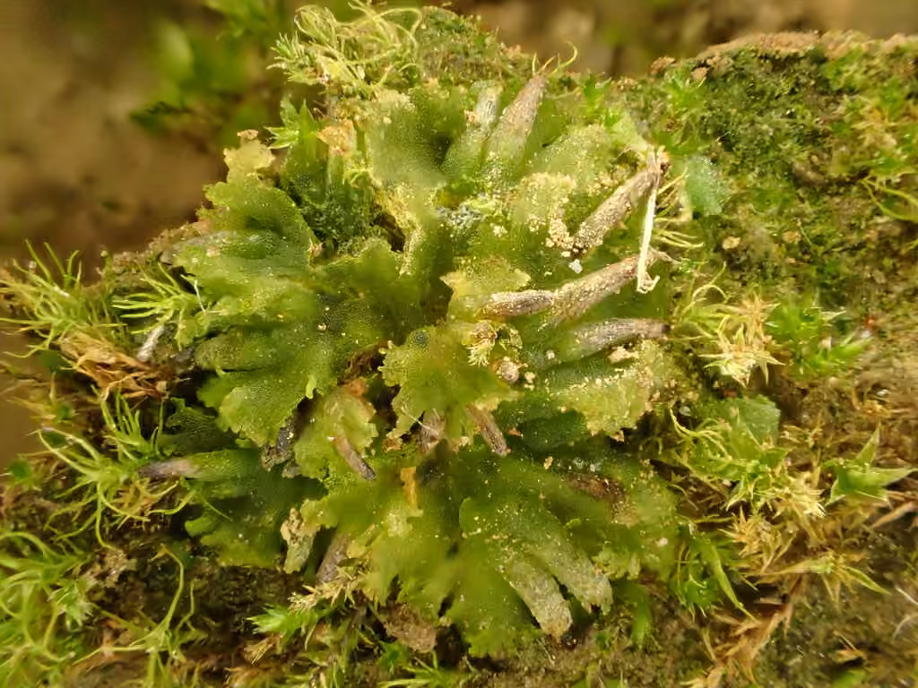 Anthocérote orbiculaire, photo 3 sur 5
