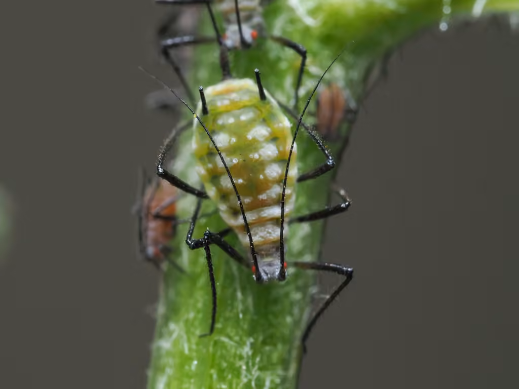 Tansy Aphid, Femelle