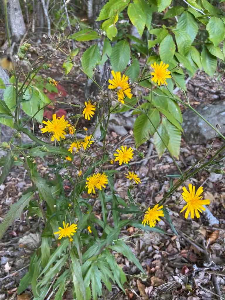 Smooth hawkweed, photo 3 of 5