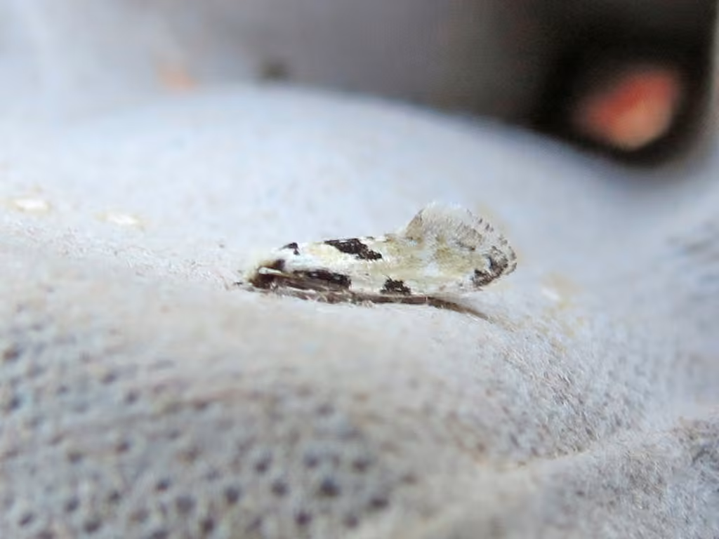 Nemapogon tylodes