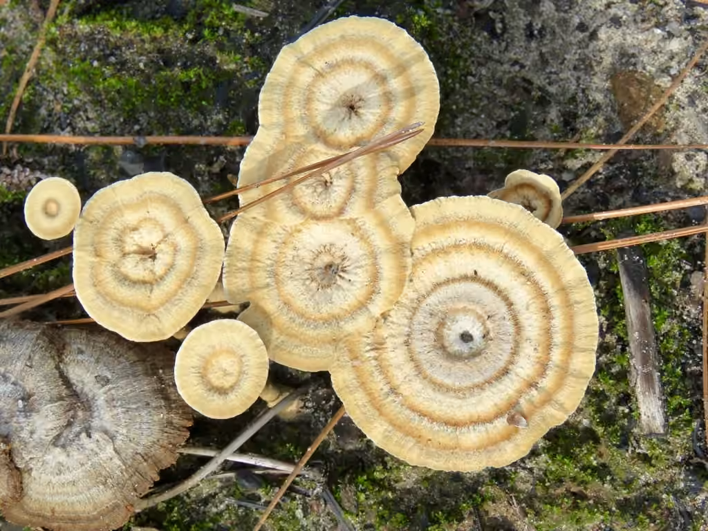 Polypore persistant, photo 2 sur 5