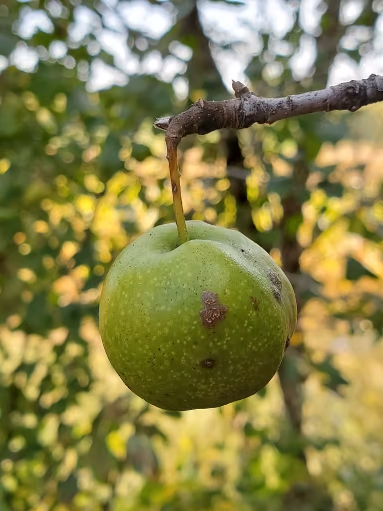 Pommetier de l'Iowa, En fruits