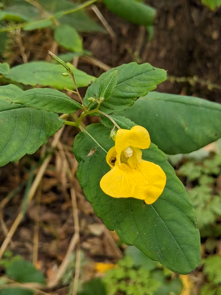 Impatiente pâle, En fleurs