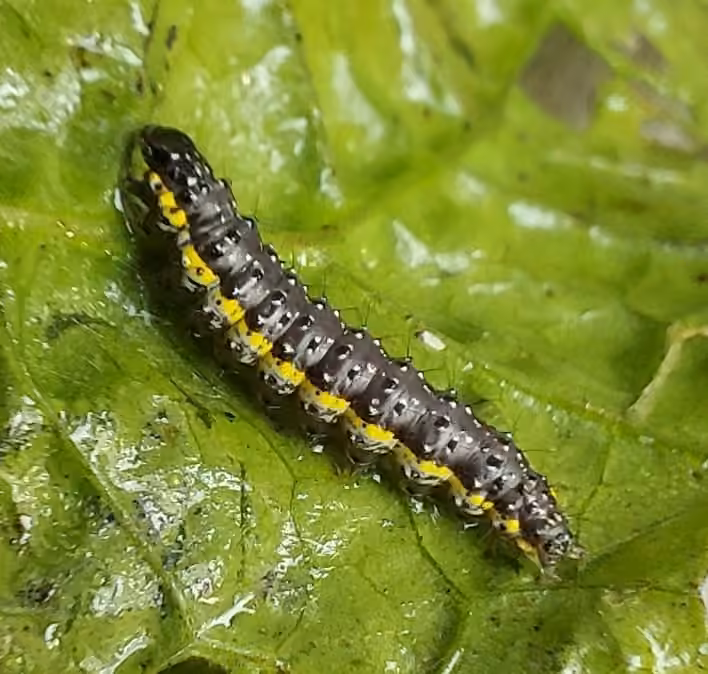 Purple-backed Cabbageworm Moth, photo 3 of 5