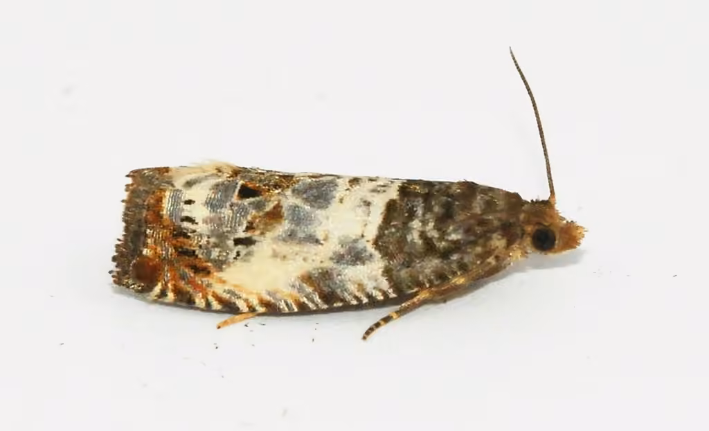 Doubleday's Notocelia Moth, photo 3 of 5