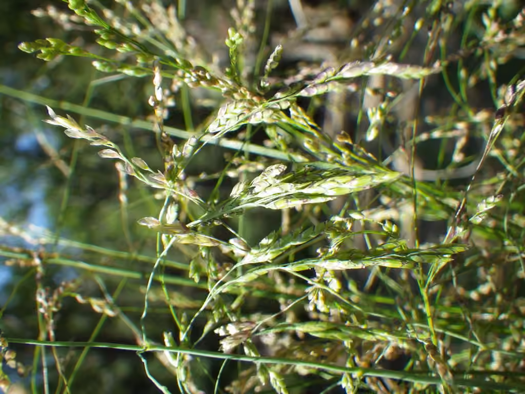 Pale false mannagrass, photo 2 of 5